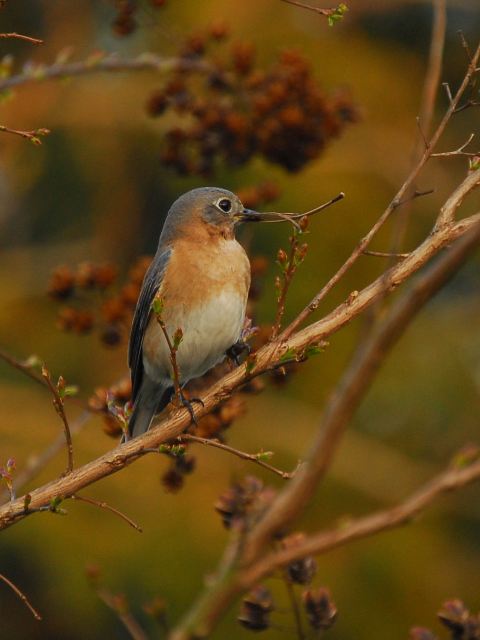 Eastern Bluebirds
